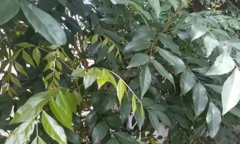 Từng rụng đầy gốc không ai nhặt, loại lá này nay thành hàng 'có giá', phơi khô tới 200.000/kg