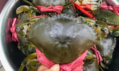 Cua Cà Mau 'leo đỉnh' 850.000 đồng/kg trước Tết: Trung Quốc mua mạnh, hàng trong nước khan hiếm