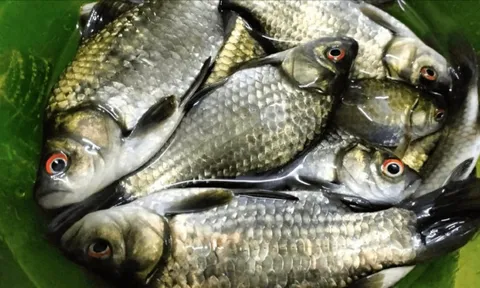 Thầy thuốc xưa gọi là 'đại bổ': Loại cá nhỏ ở chợ Việt, giá chỉ 30.000 đồng/kg nhưng cực tốt cho sức khỏe