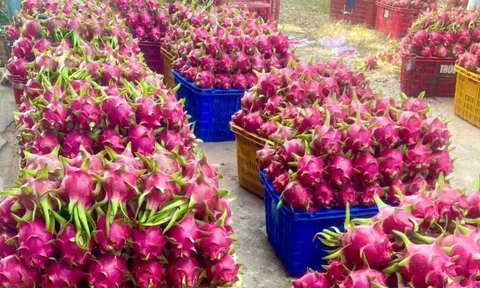 Loại quả từng vứt bỏ đầy gốc nay bất ngờ đem lại tiền triệu cho nông dân