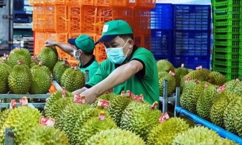 Sầu riêng Việt có thể vượt Thái Lan tại Trung Quốc, nhưng...