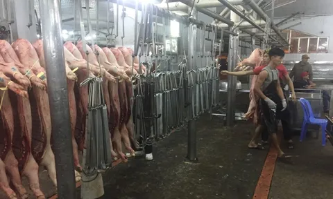 Giá heo hơi hôm nay, 7-1: Bật tăng trở lại