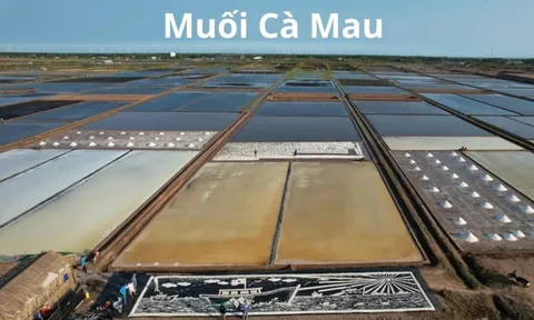 Cà Mau: Giá muối chạm mốc 1.500 đồng/kg, diêm dân kỳ vọng vụ mùa 2025-2026 thắng lợi