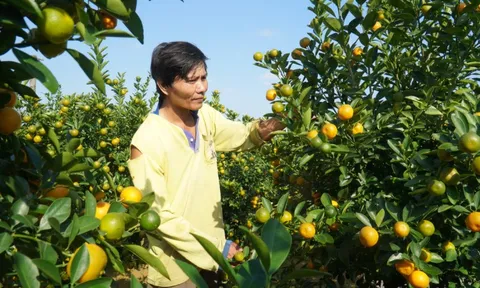 Thương lái ồ ạt chốt hàng, nông dân thủ phủ quất cảnh kỳ vọng vụ Tết bội thu