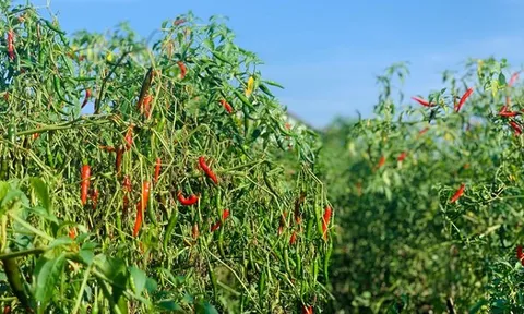 Từ căn bếp Việt ra thị trường thế giới: Loại quả trồng khắp Việt Nam trở thành 'ngôi sao' xuất khẩu, Trung Quốc - Lào mê như điếu đổ