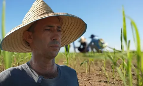 Giống lúa Việt Nam "gây bão" tại Cuba: Tạo kỳ tích nông dân Cuba chưa bao giờ nghĩ đến