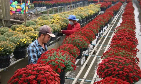 Rộn ràng hoa Tết