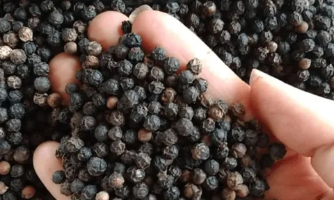 Xuất khẩu hồ tiêu đạt cao nhất từ trước đến nay