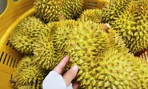 Dự báo xuất khẩu sầu riêng sang Trung Quốc 2026, liệu có vượt qua Thái Lan?