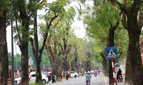 Huế lập 'hồ sơ sức khỏe' cho cây xanh đô thị