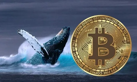 Thị trường tiền số hôm nay, 11-1: "Cá voi" Bitcoin bất ngờ quay xe