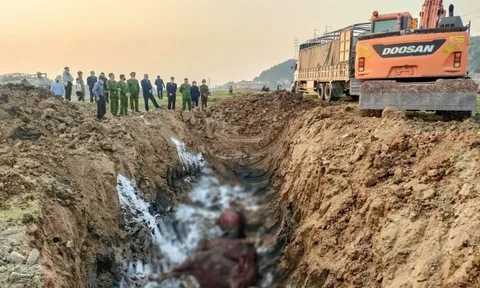 Phát hiện xe chở 13 con trâu nhiễm lở mồm long móng tại Bắc Ninh