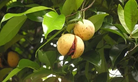 Loại gia vị đắt thứ 3 thế giới trồng ở Việt Nam, vừa mang về gần 33 triệu USD