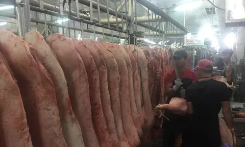 Giá heo hơi hôm nay, 15-1: Tiếp tục tăng