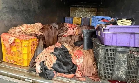 Xe tải chở 1,2 tấn mỡ, da trâu bò không kiểm dịch bị chặn giữa quốc lộ