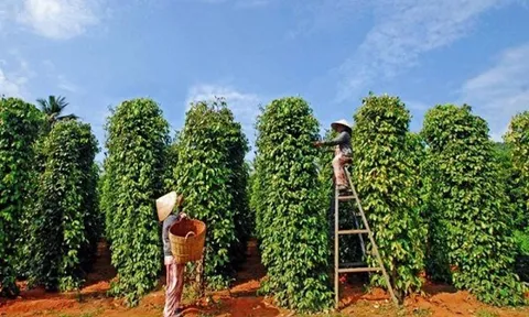 'Vàng đen' Việt Nam được giá, xuất hơn 247 nghìn tấn, thu về kỷ lục 1,66 tỷ USD