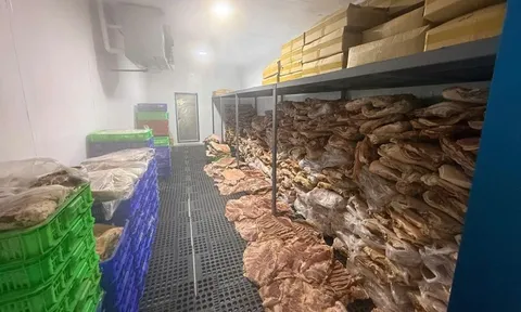 50 tấn thịt heo được tẩm ướp tạo hình biến thành bắp dê Australia, thịt nhím, nai đưa vào tiêu thụ tại loạt nhà hàng, quán ăn