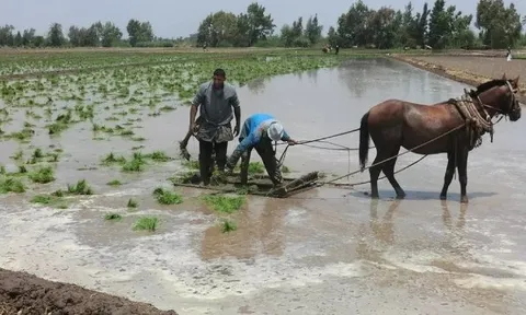 Mỹ áp thuế mới với Iran, gạo một quốc gia châu Á đón sóng gió, chính phủ lập tức trấn an ‘vẫn trong tầm kiểm soát’