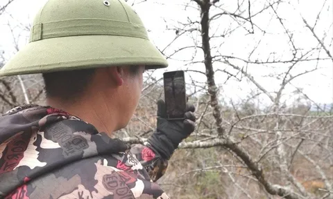 Thương lái đổ về Lùng Cúng tìm mua đào cổ bán Tết