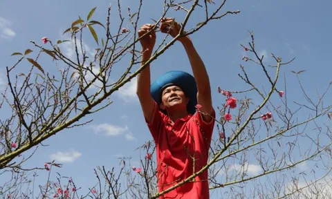 Bất ngờ với làng đào tết giữa Tây Nguyên