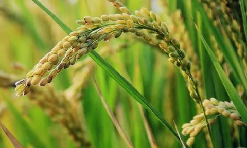 Philippines cùng ông trùm châu Á dừng nhập khẩu, gạo Việt xoay trục sang những thị trường nào trong năm 2025?