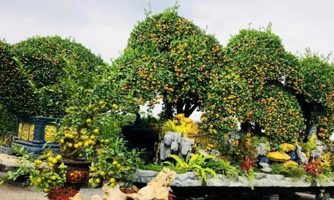 Choáng ngợp loạt ‘siêu phẩm’ cây cảnh chơi Tết ở Hưng Yên giá hàng trăm triệu đồng