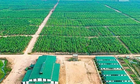 HAGL thoái vốn thành công tại HAGL Agrico