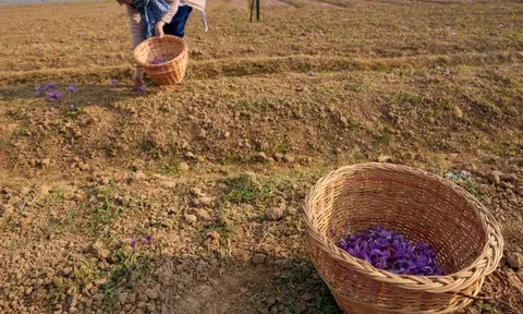 Gia vị đắt nhất thế giới bất ngờ gặp 'bão táp': Sản lượng thấp kỉ lục, là hoa quý chỉ nở 36 tiếng mỗi năm