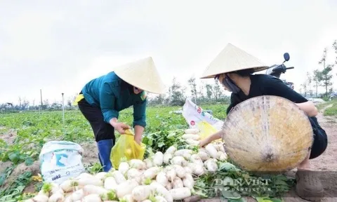 Ở ven biển đất cát muối mặn nhưng nông dân một xã ở Hà Tĩnh vẫn biết cách làm giàu khi trồng bạt ngàn ‘sâm trắng’, năng suất lên tới 1,5 tấn/sào, mỗi năm ‘đút túi’ hàng trăm triệu