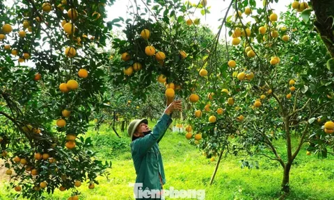 Rừng cam chín vàng rực, người dân 'ém hàng' chờ Tết