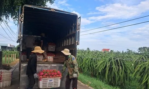 Thanh long nghịch vụ hút hàng, giá cao dịp cận Tết