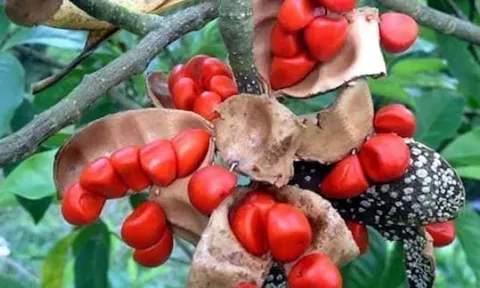 Từng mọc dại trong rừng, loại gia vị này xưa cho không nay thành 'vàng đen' giá gần 3 triệu/kg, có tiền chưa chắc mua được