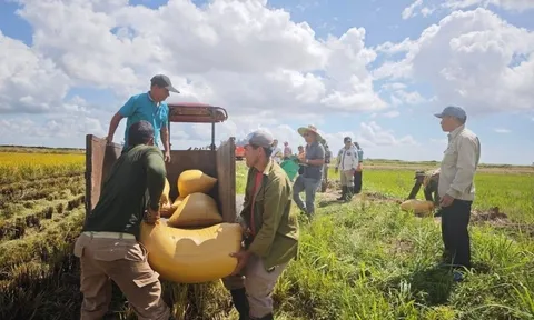 Lúa Việt làm nên kỳ tích tại Cuba, nhập khẩu gạo xuống mức thấp kỷ lục