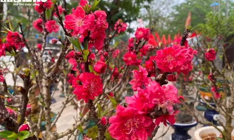 Đào thất thốn nở bung trước Tết cả tháng: Nhà vườn 'nín thở' nhìn tiền triệu… trôi theo thời tiết