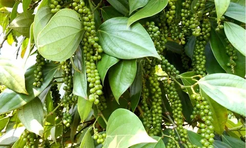 'Vàng đen' Việt Nam lập đỉnh 1,66 tỷ USD, 3 thị trường bất ngờ 'vung tiền' gom mạnh