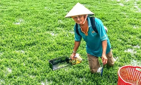 Bỏ lúa và vườn dừa, nông dân Vĩnh Long ‘đánh liều’ trồng thứ rau đắng ngắt có nguồn gốc từ Nhật Bản: Có bao nhiêu là bán ‘hết veo’, đút túi ‘nhẹ tênh’ chục triệu/ tháng