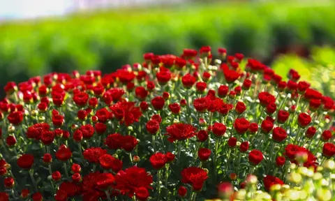 Làng hoa trăm tuổi 'đỏ lửa' ngày giáp Tết, cúc Đài Loan giá bạc triệu vẫn 'cháy hàng'