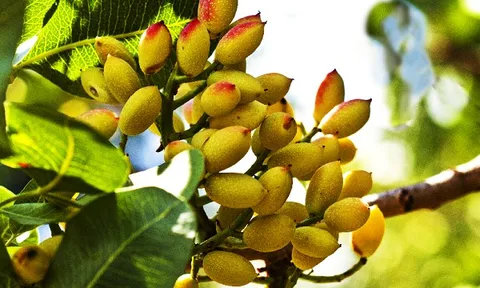 Gần như không trồng nhưng vẫn thu về hàng trăm triệu USD, loại hạt này bất ngờ trở thành 'ngôi sao mới' xuất khẩu rau quả Việt