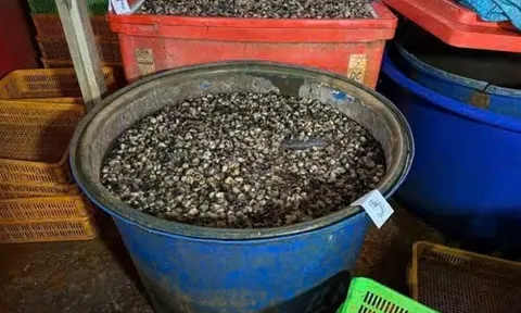 Triệt phá xưởng ốc bẩn: Dùng 500 tấn hóa chất có tên ‘thuỷ tinh lỏng’ cực độc để ngâm 3.000 tấn thịt ốc bán ra thị trường, thu lợi hàng tỷ đồng