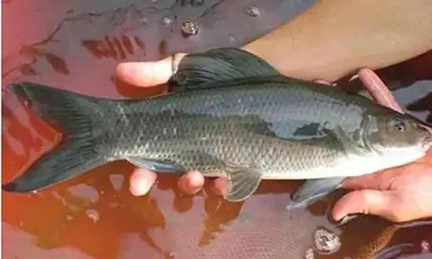 "Thỏi vàng đen” di dộng dưới lòng sông Đà: Thuộc nhóm “Ngũ quý hà thuỷ”, thế giới chỉ 3 quốc gia có