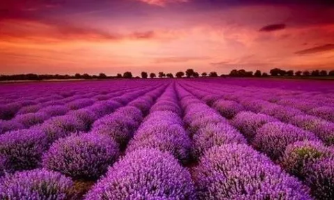 Cổ phiếu một cá mập từ khi lên sàn chỉ biết mỗi "màu tím", Tổng Giám đốc nói gì?