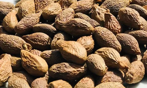 Từng chín rụng đầy không ai nhặt, loại hạt này nay 'đổi vận' được ví như 'yến sào của núi rừng' , giá cao ngất ngưởng