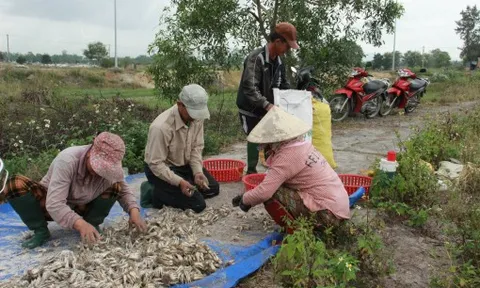 Giá rớt nhanh, thủ phủ kiệu tết ở miền Trung cấp tập thu hoạch