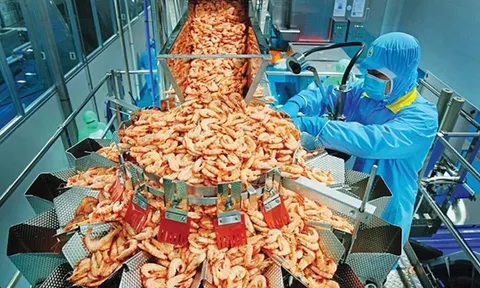 Trung Quốc đổi gu ăn tôm, 'mỏ vàng' mới mở ra cho Việt Nam