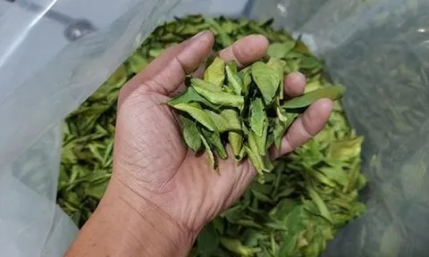 Loại lá ở Việt Nam rụng đầy gốc, "trời Tây" bán 7 triệu đồng vẫn hút khách