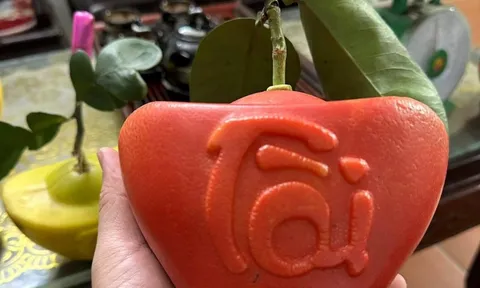 Giống bưởi lạ 'kéo khách' chốt đơn ùn ùn tại vườn và trên sóng livestream