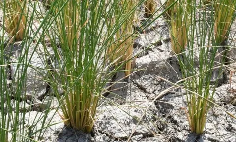 Một giống gạo Việt được quốc gia nhập khẩu lớn nhất thế giới chọn làm chuẩn tham chiếu thuế