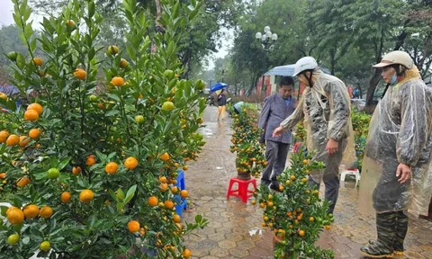 Cận Tết, phố bớt cây cảnh tràn đường, chợ hoa Hà Nội vẫn vắng khách
