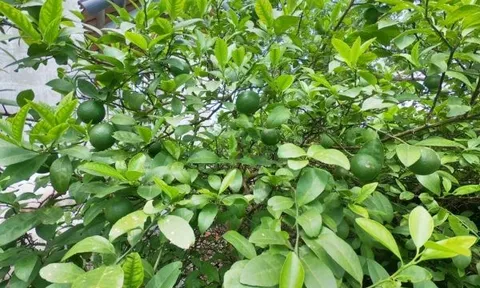 Ở Việt Nam bán 'rẻ như cho', ra nước ngoài thành gia vị tiền triệu: Loại lá rắc gà luộc gây bất ngờ vì giá đắt đỏ