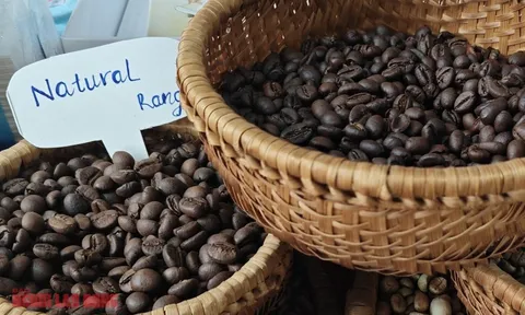 Giá cà phê hôm nay 10-2: Đồng loạt tăng trở lại